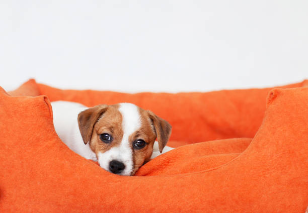 Little Sad Dog Looking At Camera at home. Puppy sick, Copy Space