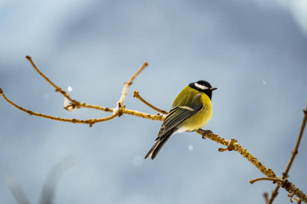 istock The great tit (Parus major) on a branch in winter 2193360385