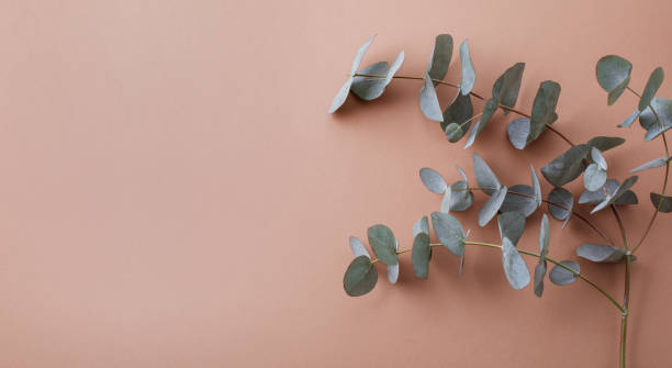 istock Green branches of eucalyptus on beige background top view. Minimalistic floral template for design. 2193363592