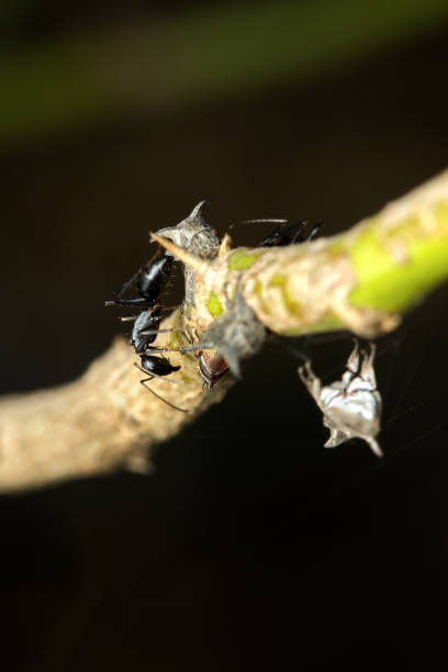 istock Bugs: Nature's Unsung Sustainability Champions 2193366080