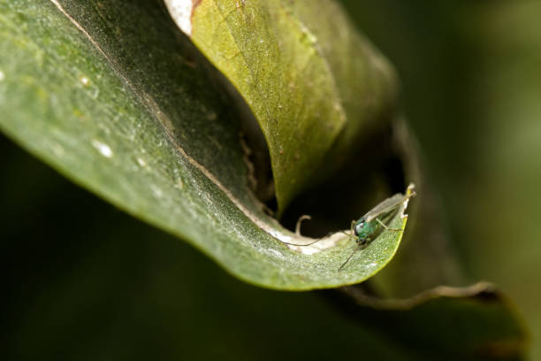 Bugs play a critical role in maintaining environmental balance and supporting sustainability. From pollinating flowers and crops to breaking down organic matter and enriching the soil, these tiny creatures are essential for healthy ecosystems. Many bugs also act as natural pest controllers, reducing the need for harmful chemicals. Protecting their habitats ensures a thriving, balanced planet for future generations.Location: Greater Noida, Uttar Pradesh (India)