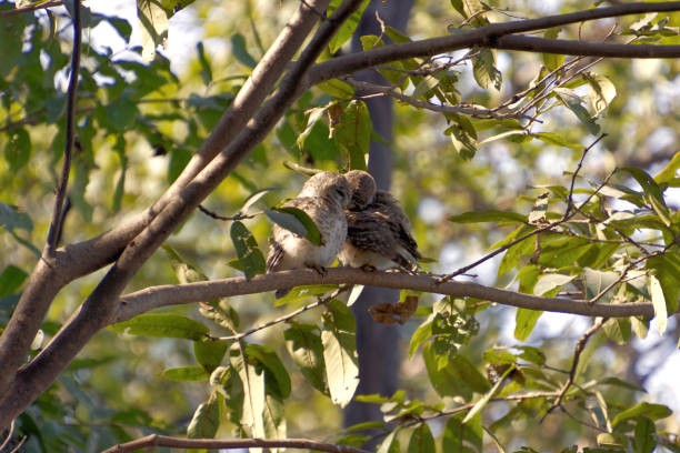 Birds play an indispensable role in maintaining ecological balance and promoting sustainability. As pollinators, seed dispersers, and natural pest controllers, they ensure the growth of plants and the health of ecosystems. Birds also serve as bioindicators, signaling the health of our environment and guiding conservation efforts. Protecting bird habitats supports biodiversity, enhances food security, and fosters a sustainable planet for future generations. Every chirp and flutter reminds us of their vital role in the web of life.Location: Greater Noida, Uttar Pradesh (India)