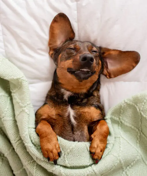Dachshund snuggled up and asleep in human bed. Dachshund snuggled up and asleep in human bed.