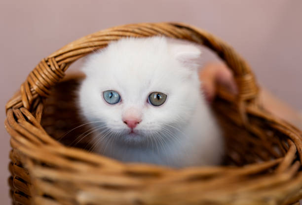 istock British Shorthair Colourpoint Kitten in Basket 2193366129