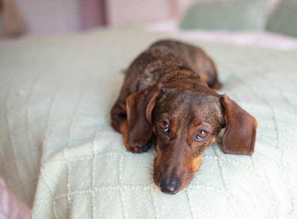 istock Cute brown dog dachshund resting on the bed 2193366132