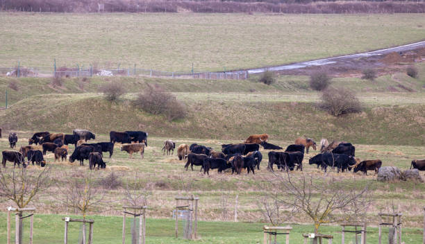 istock Herd of cows grazing in the meadow in the spring. 2193366892