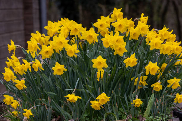 istock Yellow daffodils in a flower pot on a sunny day 2193366976