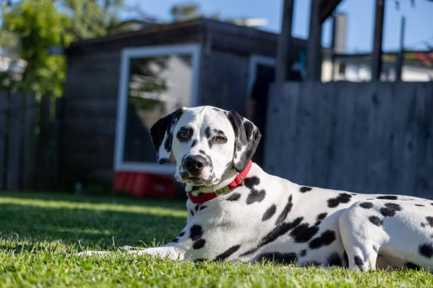 istock Dalmatian dog outdoors in summer 2193367103