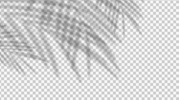 stockillustraties, clipart, cartoons en iconen met leaf shadow overlay effect transparent background with light - slagschaduw