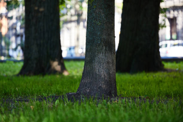 A peaceful view of tall tree trunks against vibrant green grass, perfect for naturethemed projects