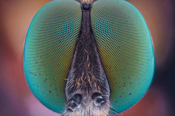 istock The compound eyes of an insect 2193372048