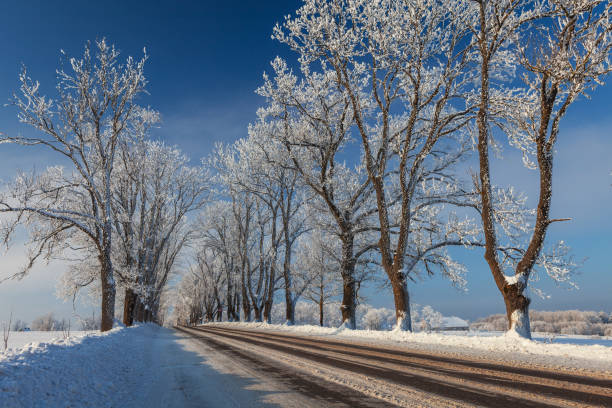 Snowed in country road. An alley of trees are in the background.