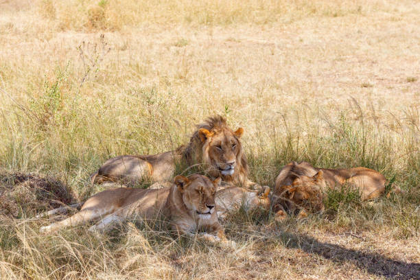 istock Resting lions in shadow on the savannah 2193375488