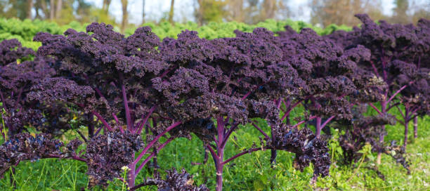 istock A field of purple kale 2193376853