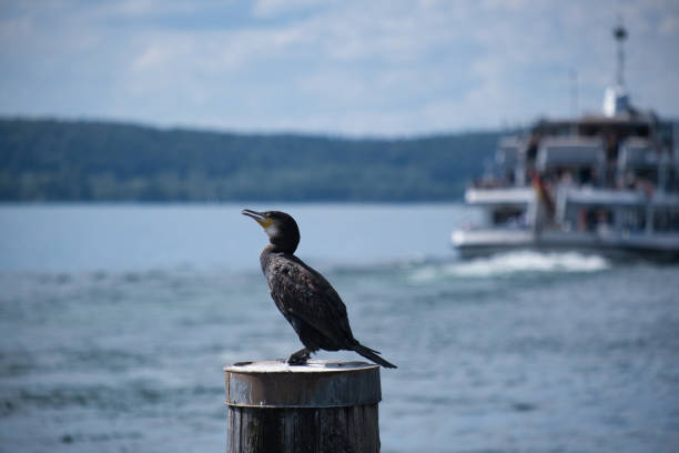 Bodensee, ein Kormoran sitzt auf einem Pfahl, mit Schiff
