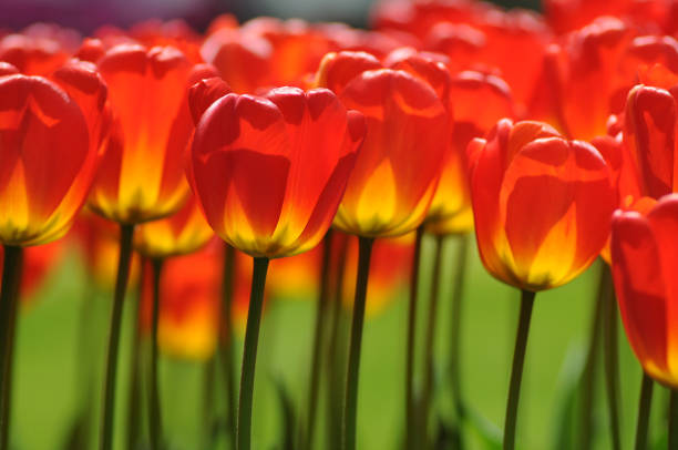 Blumenbeet mit Tulpen