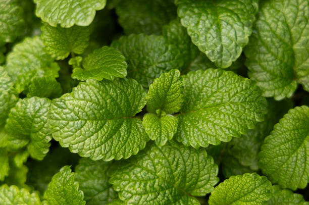 istock Peppermint leaf texture close up, pattern of green mint leaves, top view. Freshness organic background. 2193377112