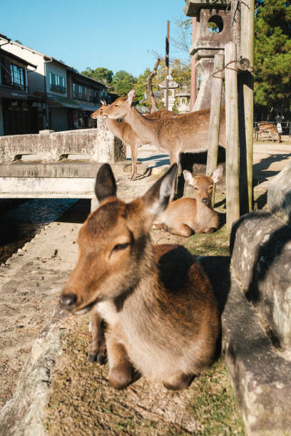 istock Sika Deer Relaxing by a Historic Bridge in the Morning Sun 2193378010