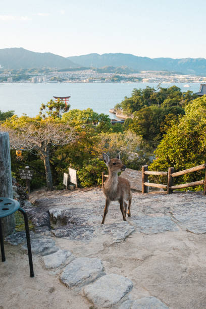 Wild Deer and Scenic Bay View from Miyajima Island