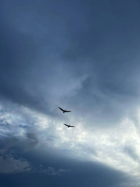 istock Two pelicans soaring through a stormy sky with dark clouds in the background 2193379517