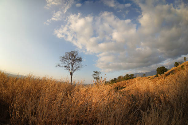 Evening sunlight, golden grass, hills, trees, blue sky in Nan Province, Northern Thailand.