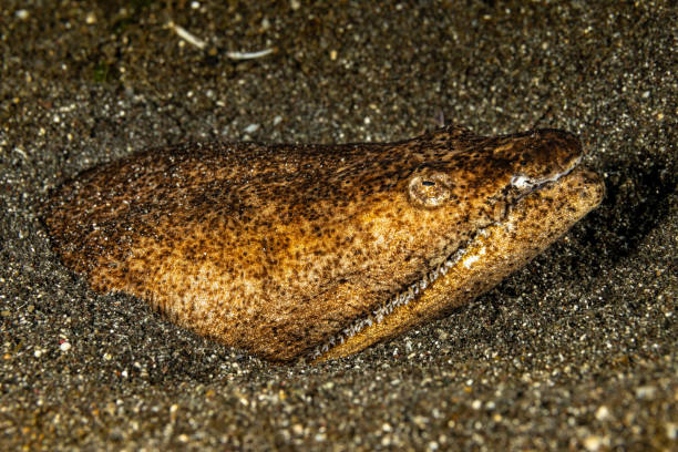 Wolfeel protecting his cave
