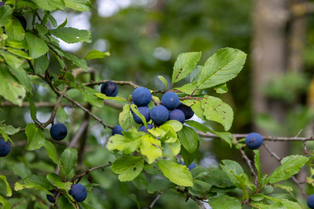 istock A cluster of blueberries hanging from a tree 2193382341