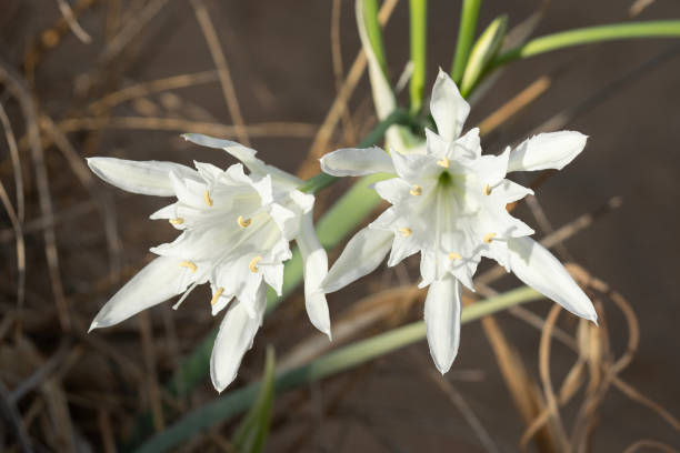 istock A Sea Daffodil on a Sandy Beach 2193382781