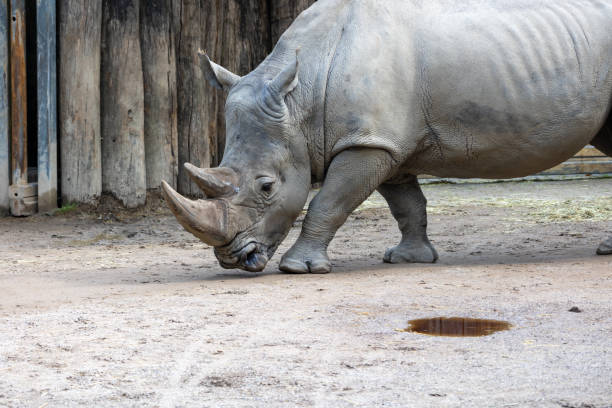Close up of a rhino