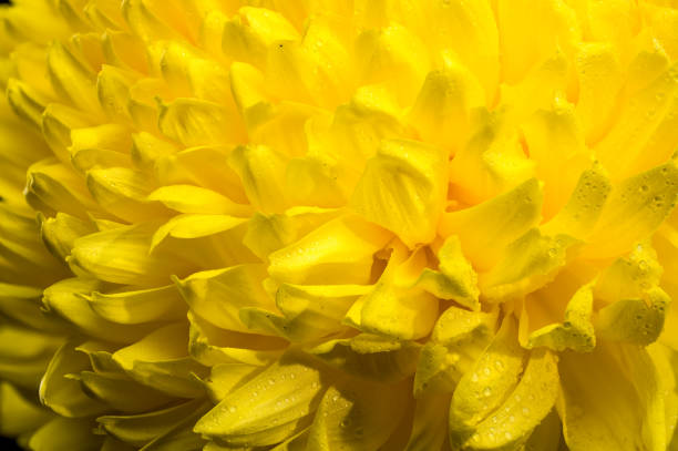 A radiant yellow chrysanthemum in full bloom macro photography