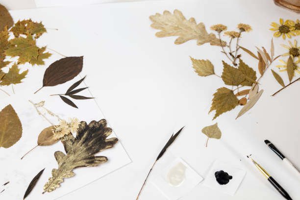 istock Handmade from leaves and paints. Preparations for frame craft from leaves with paints, brushes. Herbarium of dried different plants and flowers placed on paper. 2193384304
