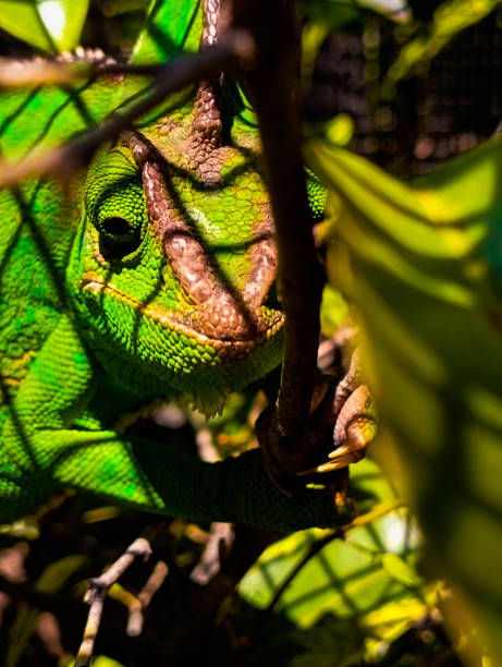 istock Close-Up of a Green Chameleon 2193384413