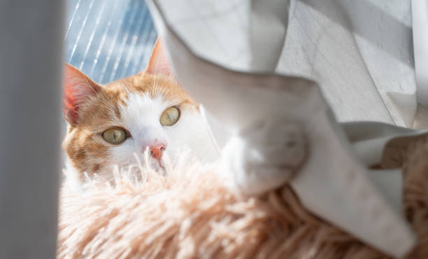 istock Cute cat relaxing by the window 2193384945