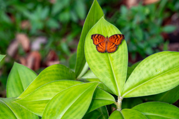The Brown Pansy butterfly  in the rain tropical  forest on the island of Bali in Indonesia.