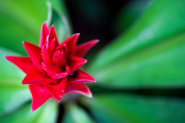 beautiful red ginger flower in a garden