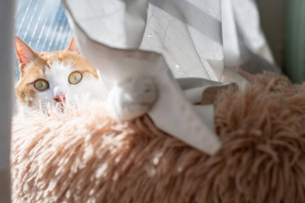 istock Cute cat relaxing by the window 2193385850