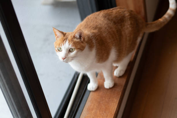 Cute cat sitting by the window