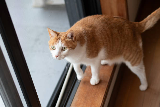 istock Cute cat sitting by the window 2193385860