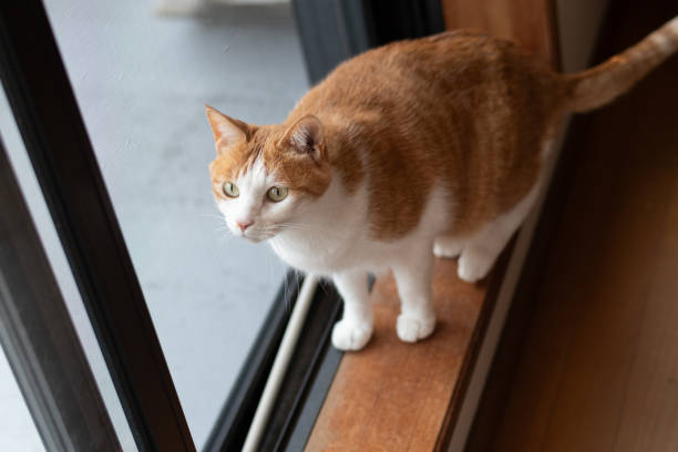 istock Cute cat sitting by the window 2193385868