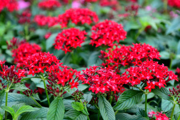 istock Pentas lanceolata/Egyptian Star Cluster: Dense Clusters of Star-shaped Flowers 2193386932