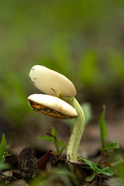 New life macro of a tiny plant with seed on it in a park