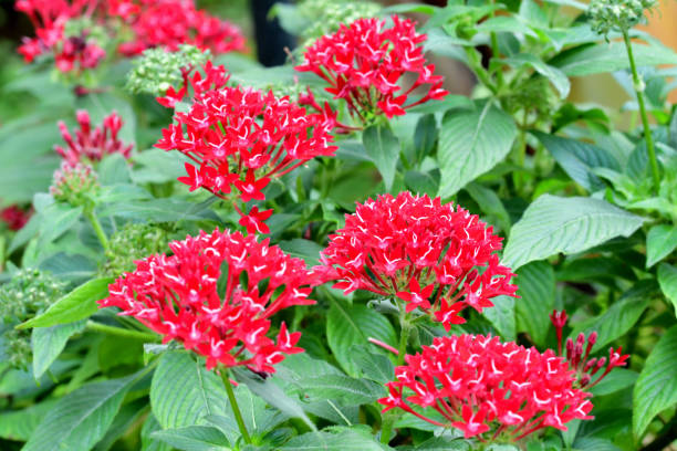 istock Pentas lanceolata/Egyptian Star Cluster: Dense Clusters of Star-shaped Flowers 2193387033