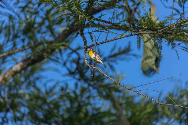 Baya weaver bird nesting in jim corbett