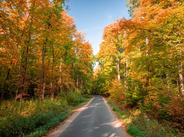 istock Multicolored forest and country road in autumn. 2193387374
