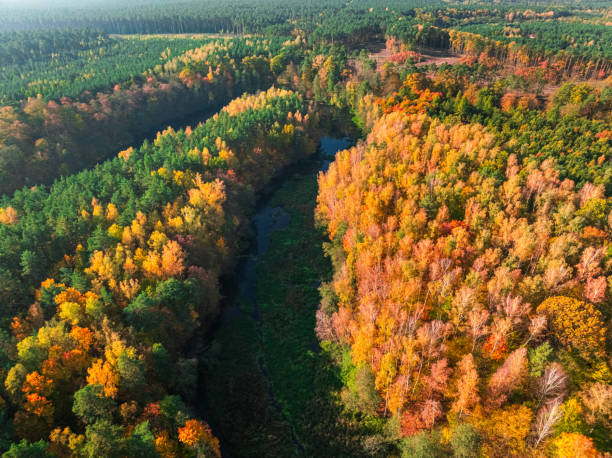 istock Aerial view of river and forest at autumn. 2193387652