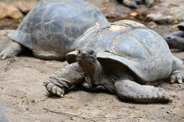 istock Giant Seychelles Tortoise in its natural habitat 2193387722
