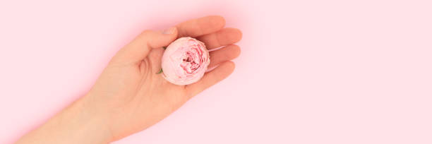 istock Banner with female hand hold rose flower. 2193388900
