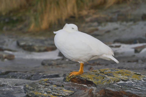 istock Male Kelp Goose 2193389816
