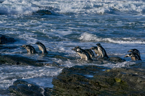 istock Magellanic Penguins going to sea 2193389819