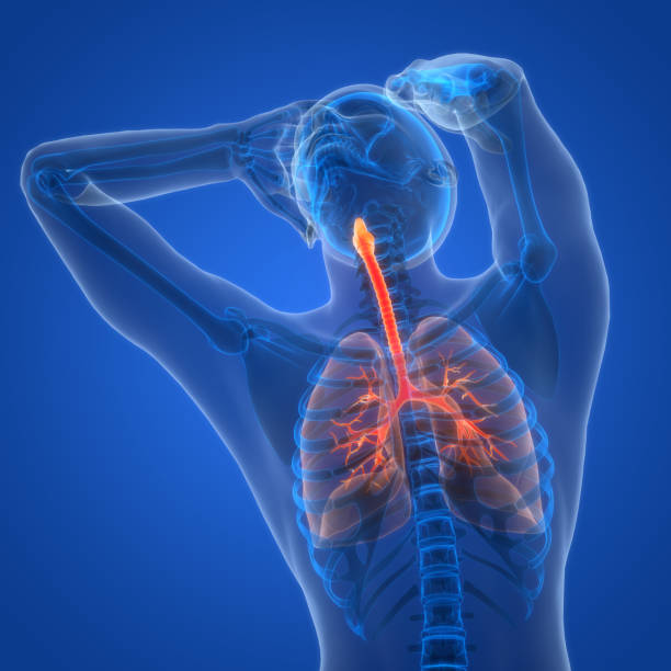 istock Human Respiratory System Lungs Anatomy 2193391208